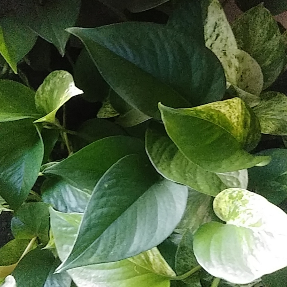 Meet your Posher, Otesha